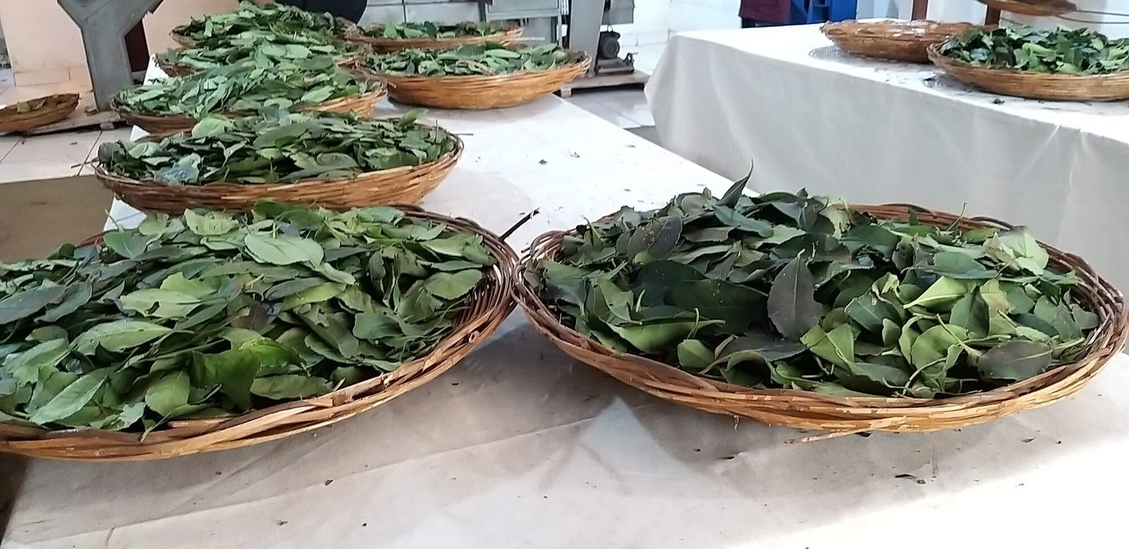 Canastos de hoja verde en la planta