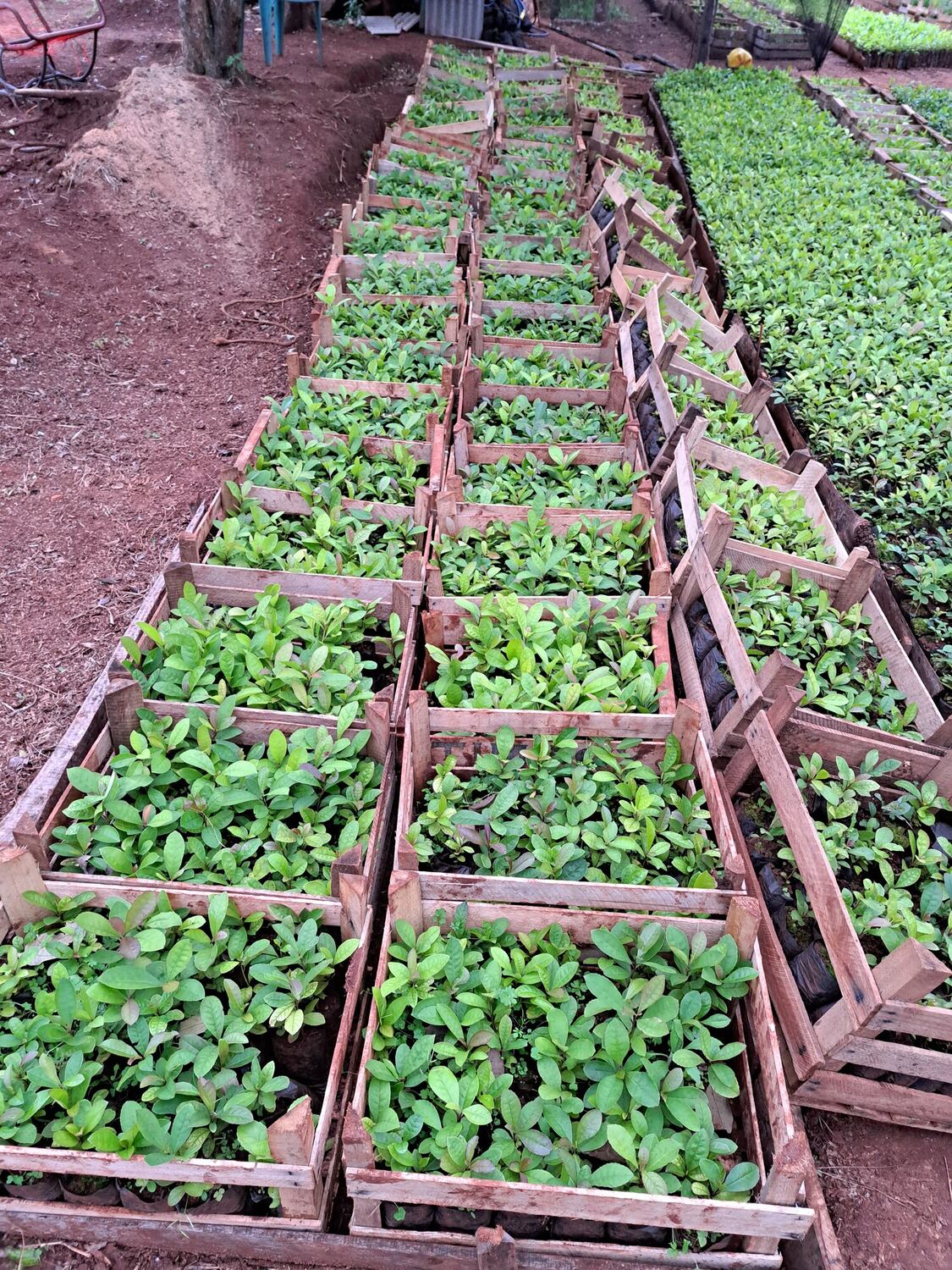 Plantines de yerba mate en el vivero — 2022