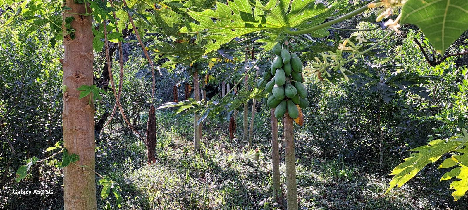 Yerba creciendo bajo dosel nativo — sistema agroforestal, 2024
